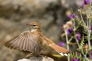 Galactotes: Rufous Bush Robin