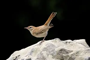 Galactotes: Rufous Bush Robin