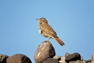 Galactotes: Rufous Bush Robin / Rufus Bush Chat