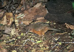 Turdoides: Rufous Chatterer
