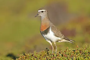 Dotterel: Rufous-chested Plover / Rufous-chested Dotterel