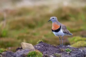 Dotterel: Rufous-chested Plover / Rufous-chested Dotterel