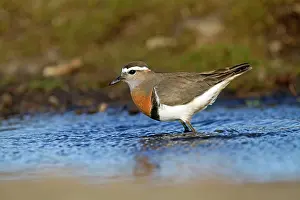 Dotterel: Rufous-chested Plover / Rufous-chested Dotterel