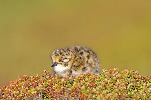 Dotterel: Rufous-chested Plover / Rufous-chested Dotterel - young