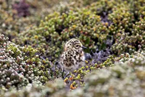 Dotterel: Rufous-chested Plover / Rufous-chested Dotterel - young