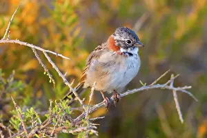 Zonotrichia: Rufous-collard Sparrow - adult in first morning light