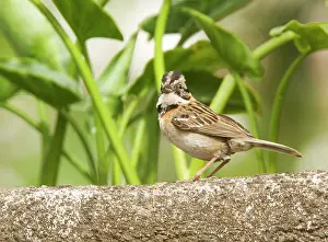 Zonotrichia: Rufous-collared sparrow