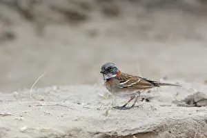 Zonotrichia: Rufous-collared Sparrow
