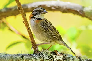 Capensis: Rufous-collared Sparrow