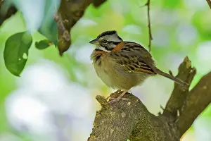 Capensis: Rufous-collared Sparrow