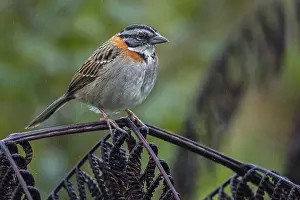 Capensis: Rufous-collared Sparrow / Andean Sparrow (Zonotrichia