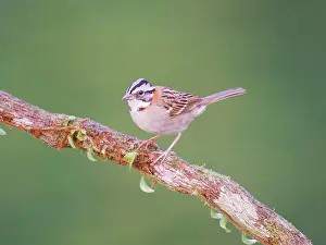 Capensis: Rufous Collared Sparrow Zonotrichia capensis Atlantic