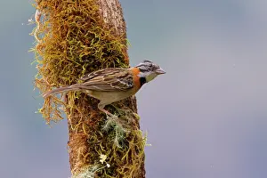 Capensis: Rufous Collared Sparrow Zonotrichia capensis San Gerardo de