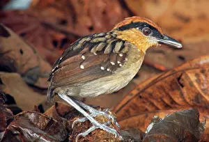 Antpitta: Rufous Crowned Antpitta