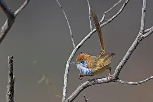 Alice: Rufous-crowned Emu-wren - in spinifex country along