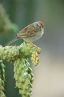 Aimophila: Rufous-crowned Sparrow - Perched on ocotilla cactus branch