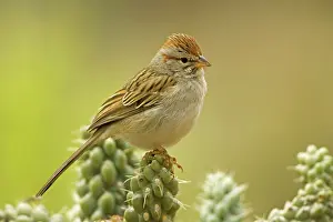 Aimophila: Rufous-crowned Sparrow - portrait