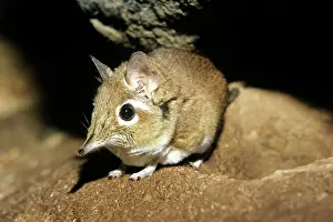 Shrews: Rufous Elephant-shrew