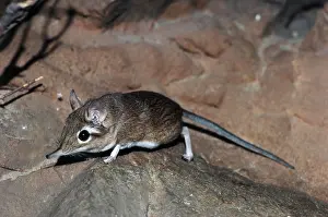 Shrew: Rufous Elephant Shrew (Elephantulus rufescens), or East Afri