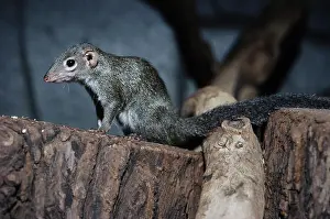 Shrew: Rufous Elephant Shrew (Elephantulus rufescens)