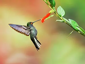 Rufous: Rufous Gaped Hillstar - feeding on flowers Uroch