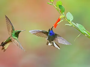 Rufous: Rufous Gaped Hillstar - feeding on flowers Uroch