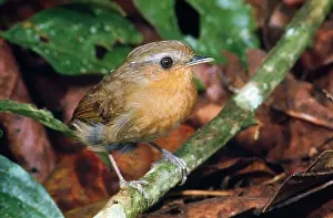 Lineata: Rufous Gnateater