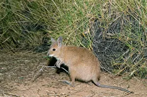 Hirsutus: Rufous Hare Wallaby - feeding on spinfex