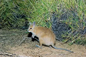 Hirsutus: Rufous Hare-Wallaby / Mala