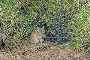 Hirsutus: Rufous Hare-Wallaby / Mala - Feeding