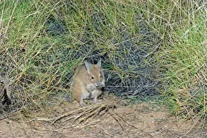Hirsutus: Rufous hare-wallaby or Mala (Lagorchestes hirsutus)