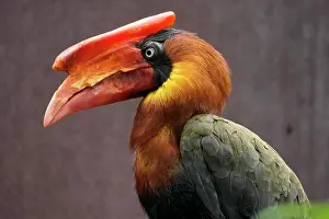 Buceros: Rufous hornbill (Buceros hydrocorax), animal portrait