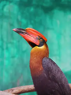 Filipino: Rufous Hornbill (Buceros hydrocorax), Philippines