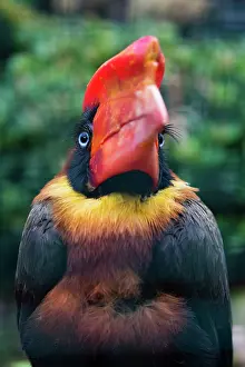 Hornbill: Rufous Hornbill, captive, portrait of female, bird