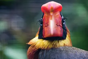 Hornbill: Rufous Hornbill, captive, portrait of female, bird