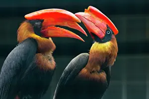 Hornbill: Rufous Hornbill, pair calling to each other and