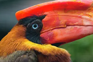 Hornbill: Rufous Hornbill, portrait of male, bird showing