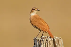 Hornero: Rufous Hornero
