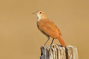 Hornero: Rufous Hornero