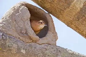 Oven: Rufous Hornero