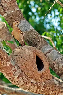 Hornero: Rufous Hornero at the clay nest entrance Pantanal