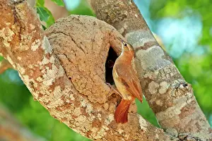 Hornero: Rufous Hornero at the clay nest entrance Pantanal