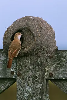 Ovenbirds: Rufous HORNERO / Ovenbird - feeding chicks at nest