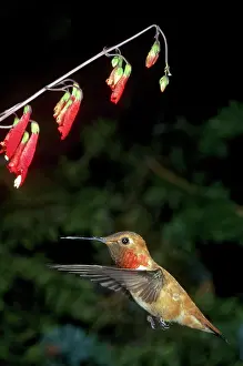Selasphorus: Rufous Hummingbird