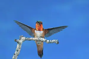 Alighting: Rufous Hummingbird