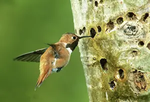 Selasphorus: Rufous Hummingbird