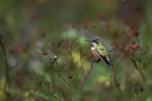 Selasphorus: Rufous Hummingbird