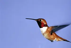 Hummer: Rufous Hummingbird