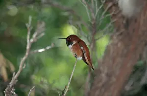Hummer: Rufous Hummingbird