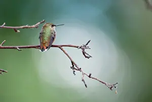 Selasphorus: Rufous Hummingbird